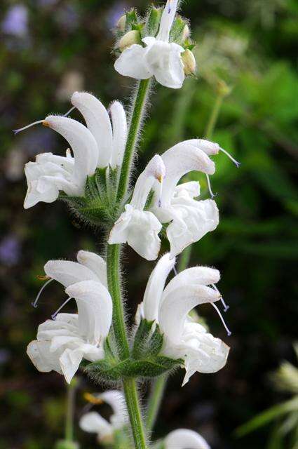 Salvia argentea L.的圖片