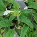 Image of Betonica nivea subsp. nivea