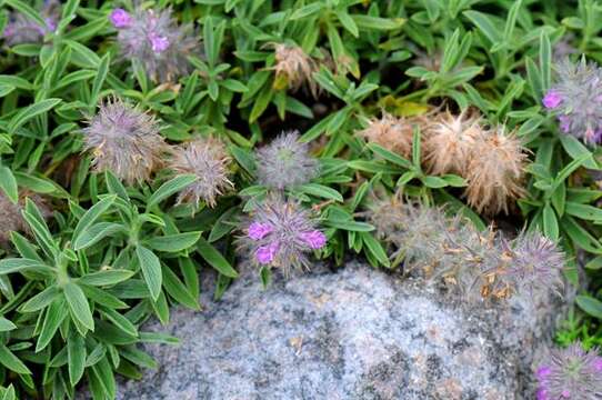 Слика од Stachys lavandulifolia Vahl