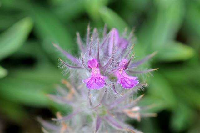 Image of Stachys lavandulifolia Vahl