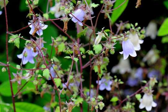 Image of Campanula armena Steven