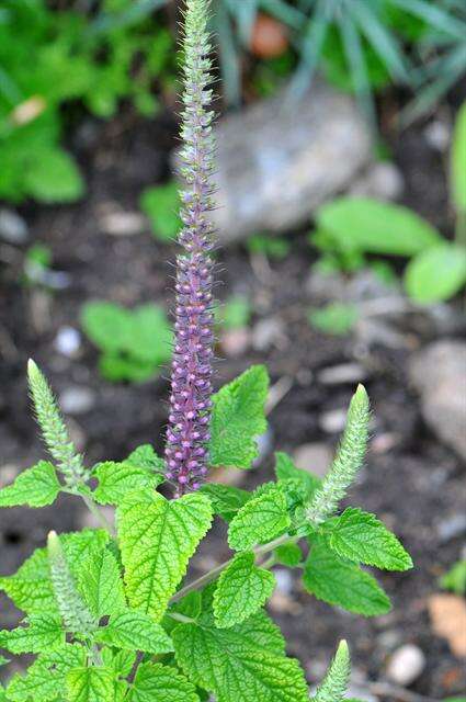 Image de Teucrium hircanicum L.