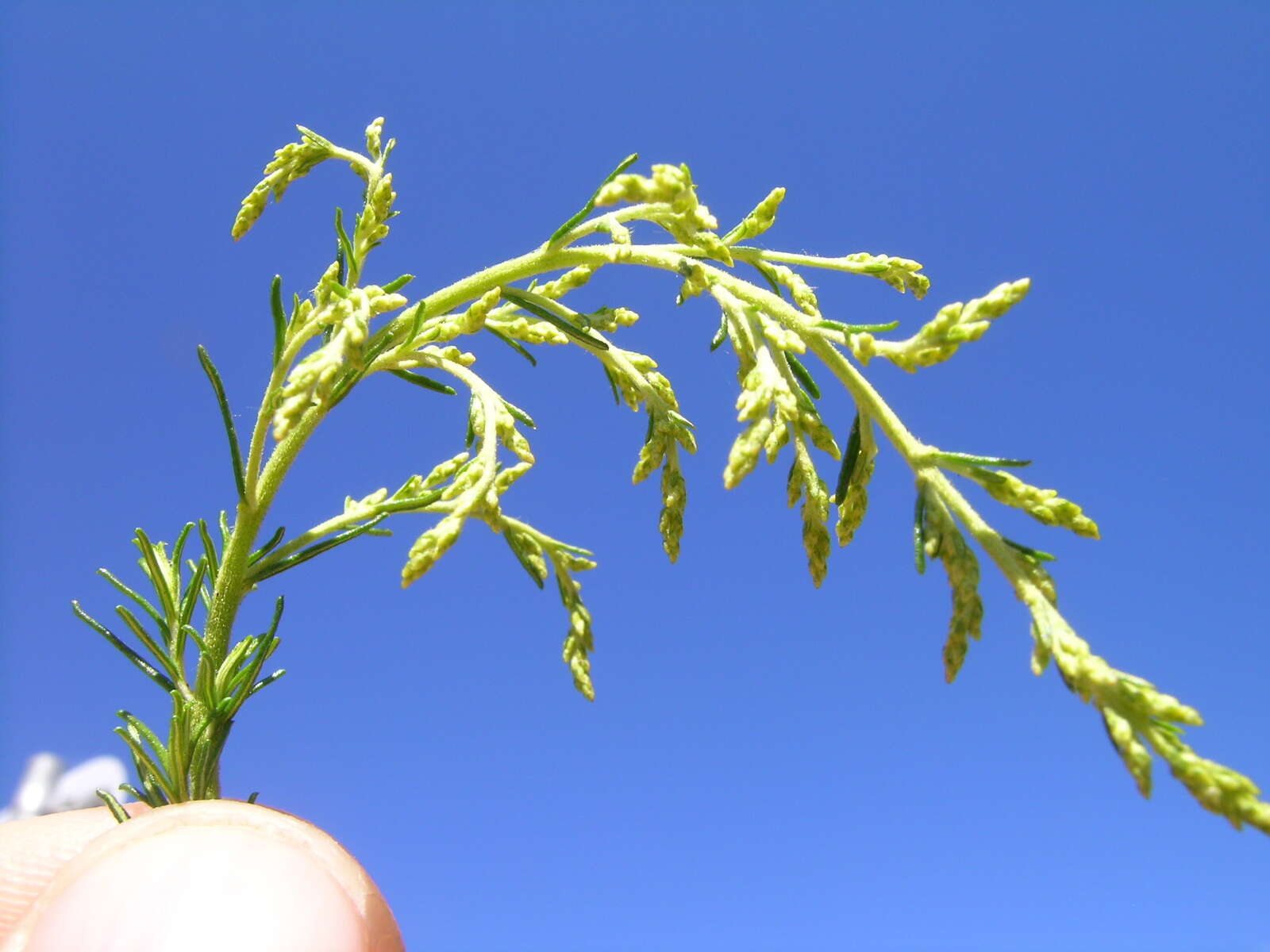 Plancia ëd Cassinia arcuata R. Br.