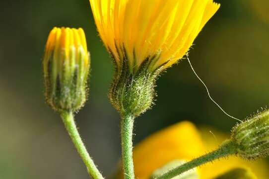 Image of Hieracium alatipes Wiinst.