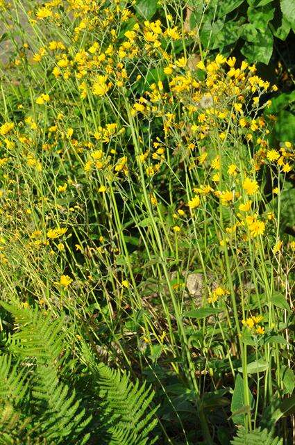 Imagem de Hieracium alatipes Wiinst.