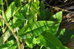 Imagem de Hieracium alatipes Wiinst.