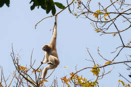 Image of Hoolock Gibbon