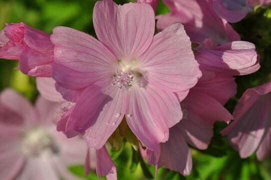 Image of mallow