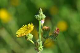 Plancia ëd Sonchus