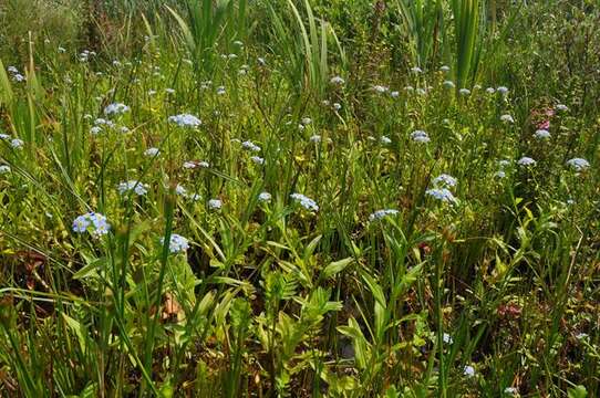 Image of forget-me-not