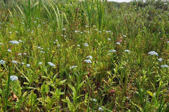 Image of forget-me-not