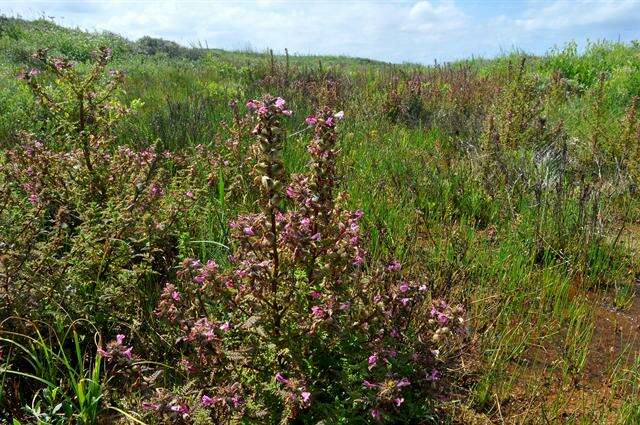 Image of Lousewort