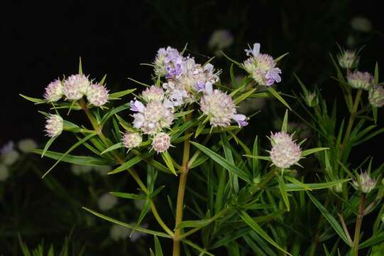 Image of mountainmint