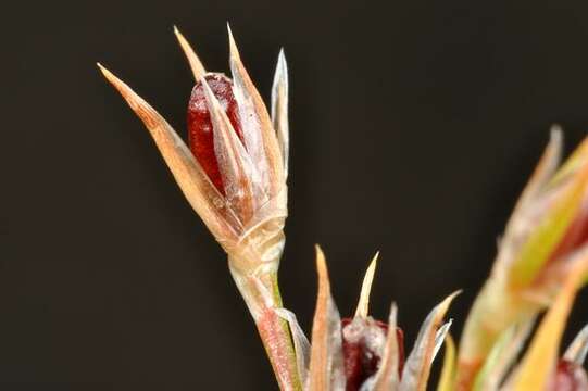 Imagem de Juncus bufonius L.