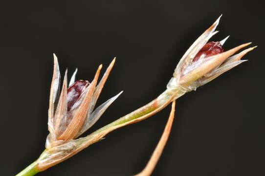 Imagem de Juncus bufonius L.