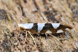 Image of shiny head-standing moths