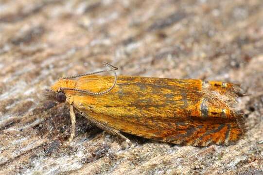 Image of Lathronympha