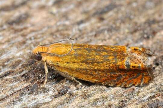 Image of Lathronympha