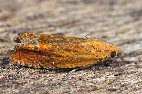 Image of Lathronympha