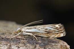 صورة Catoptria