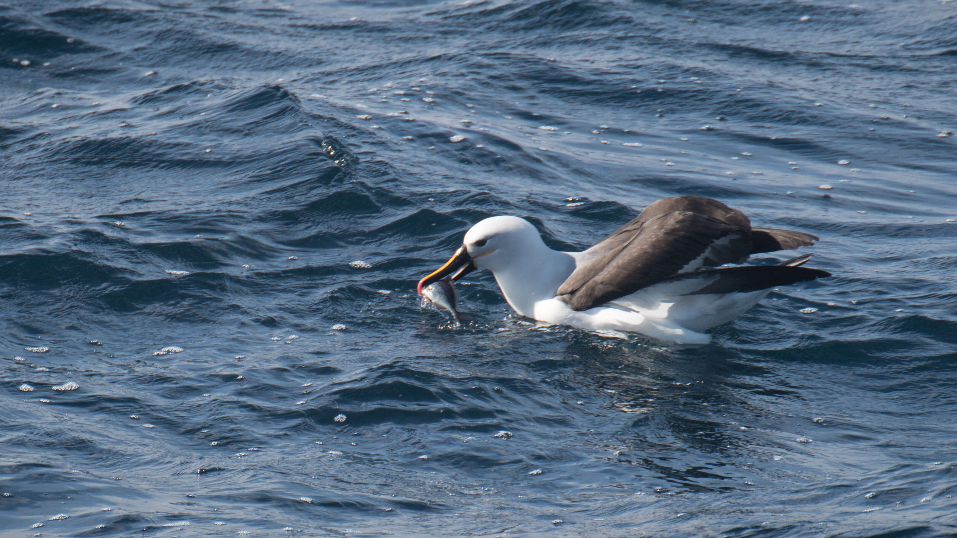 Image de Albatros de Carter