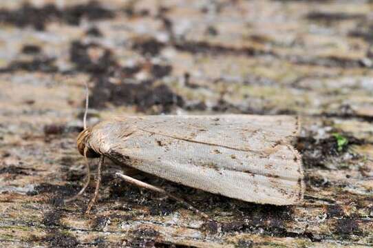 Sivun Hypenodes Doubleday 1854 kuva