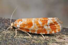 Image of Pine Tip Moths