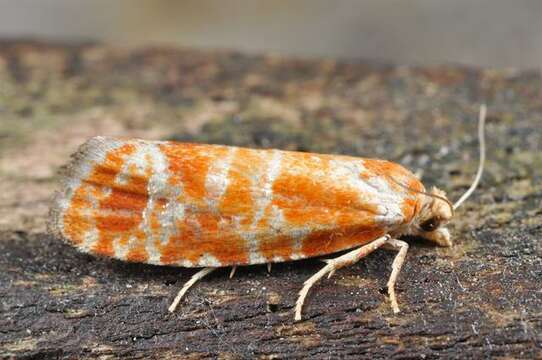 Image of Pine Tip Moths