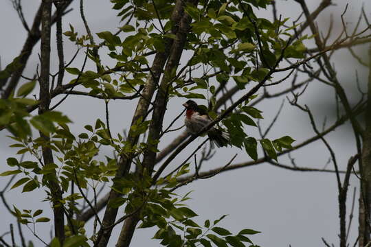 Image of Rose-breasted Grosbeak