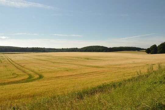 Hordeum resmi