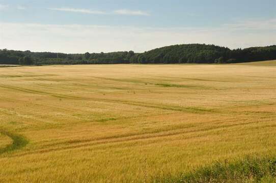 Hordeum resmi