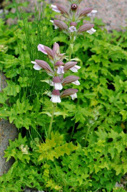 Image of acanthus