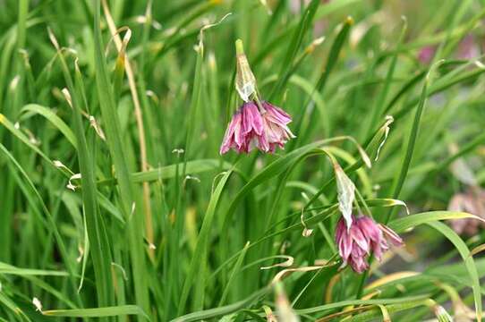 Image of Allium narcissiflorum Vill.