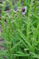 Слика од Berkheya purpurea (DC.) Benth. & Hook. fil. ex Mast.