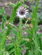 Слика од Berkheya purpurea (DC.) Benth. & Hook. fil. ex Mast.