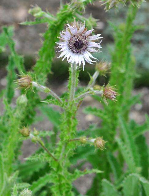 Слика од Berkheya purpurea (DC.) Benth. & Hook. fil. ex Mast.