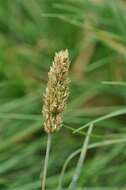 Image of Junegrass