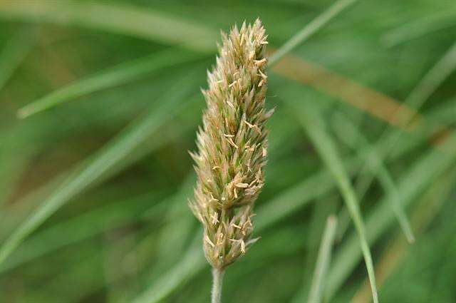 Image of Junegrass