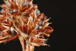 Image of Heath Wood-Rush