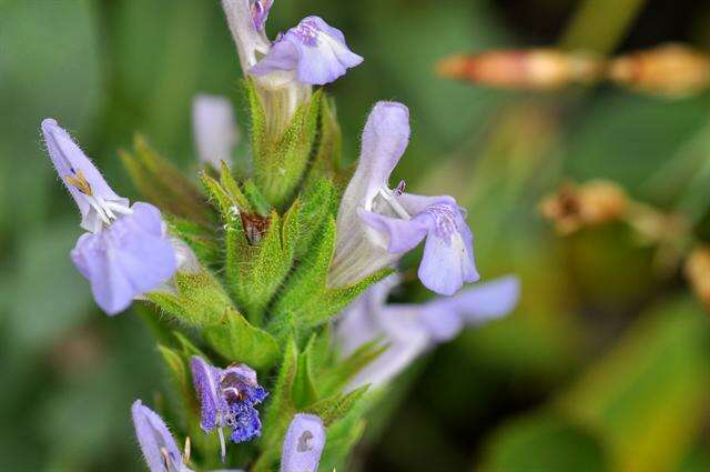 Image of Salvia tomentosa Mill.