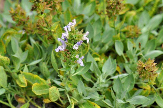 Image of Salvia tomentosa Mill.