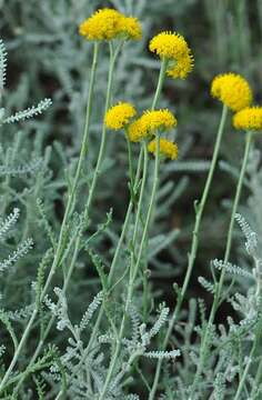 Image of lavender cotton