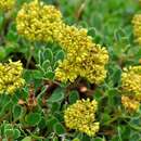 Image of pygmy fameflower