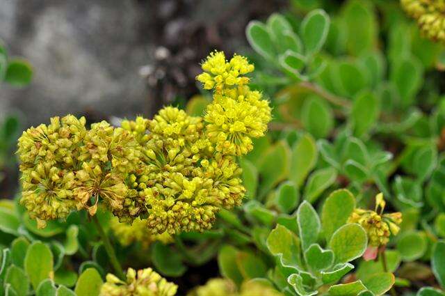 Image of flameflower