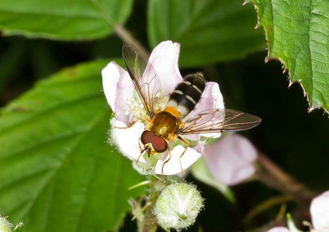 Leucozona resmi