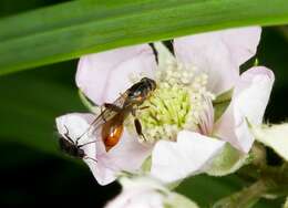 Image of Sphegina sibirica Stackelberg 1953