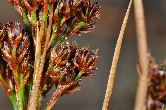 Image of Juncus anceps La Harpe