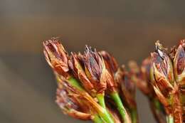 Image of Juncus anceps La Harpe