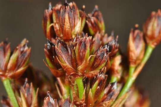 Image of Juncus anceps La Harpe