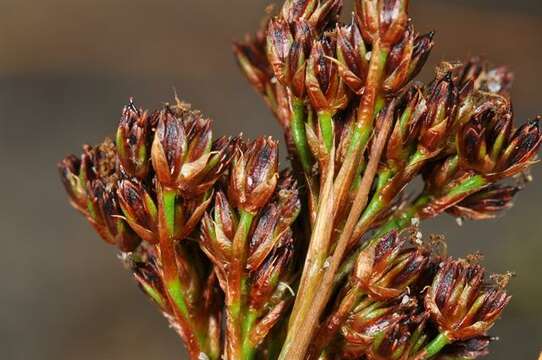 Image of Juncus anceps La Harpe